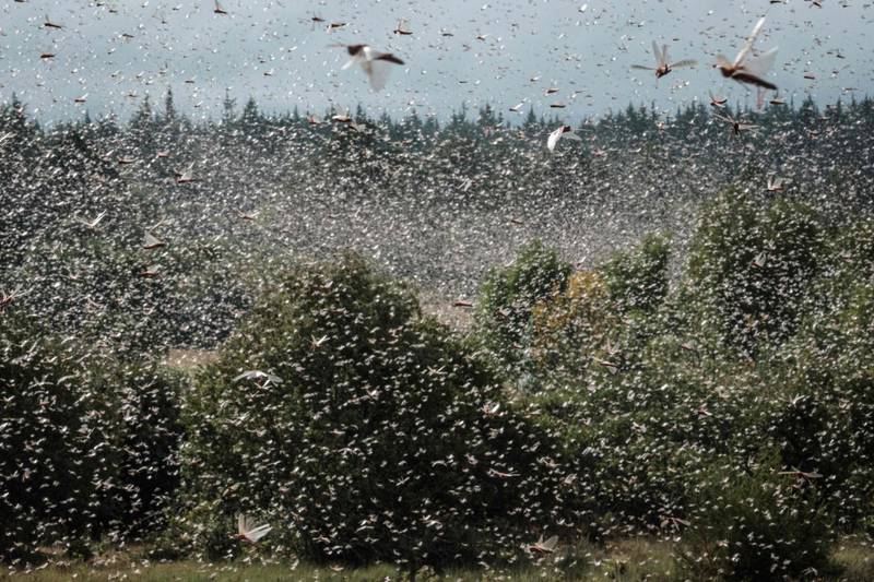 Locusts threaten to compound hunger crisis in Ethiopia’s Tigray region