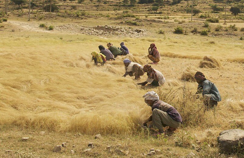  Tigray: The Destruction of Invaluable Agricultural Research