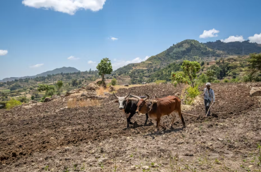  How Ethiopia’s conflict has affected farming in Tigray