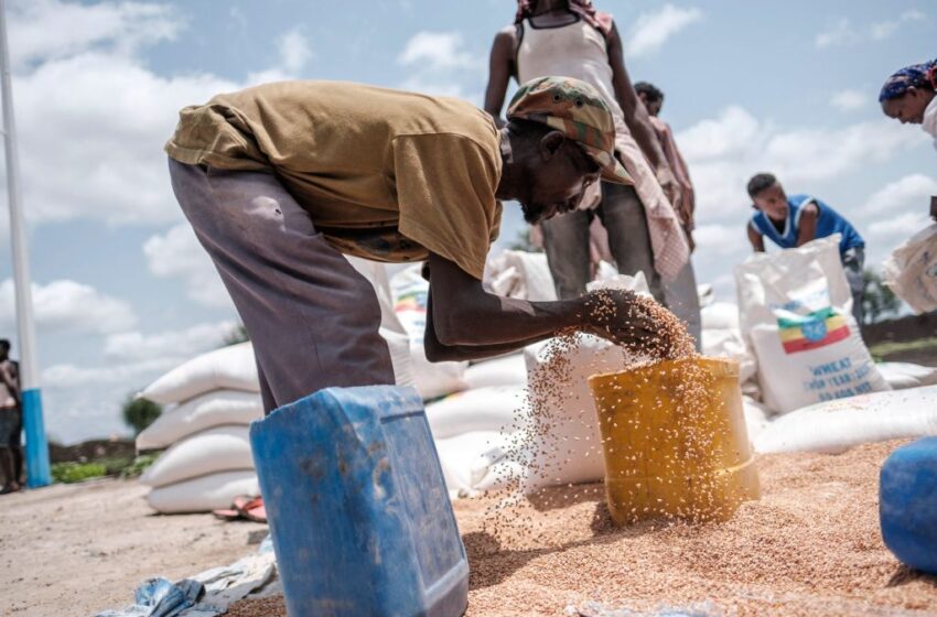  UN calls for urgent seed, fertilizer aid for conflict-affected northern Ethiopia