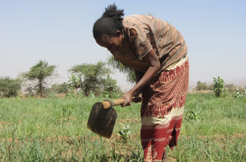  Tigray’s once-thriving agriculture sector has been purposely destroyed